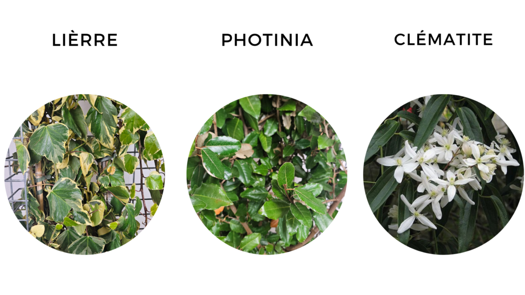 alt="choix du végétal pour cloture végétalisée"